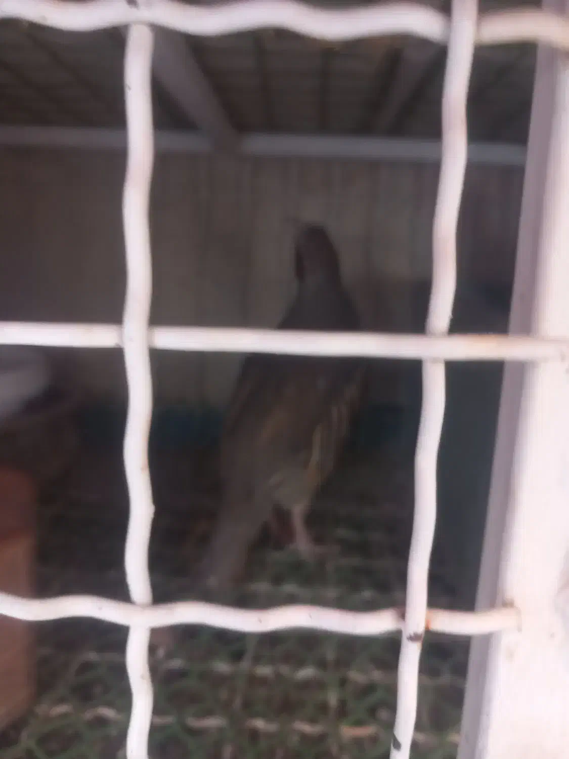 ک.ک بلدرچین|پرنده|شیراز, شهرک بهار|دیوار