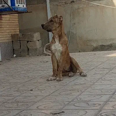 سگ افغان|سگ|کرمان, |دیوار