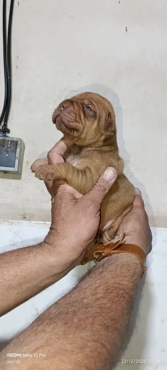 پیت بول|سگ|شیراز, سلطان آباد|دیوار