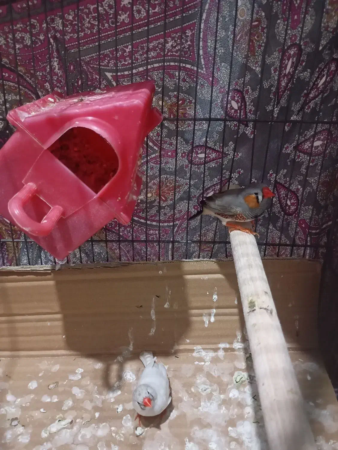 دو عدد فنچ نر و ماده|پرنده|محمدشهر, محمدشهر|دیوار