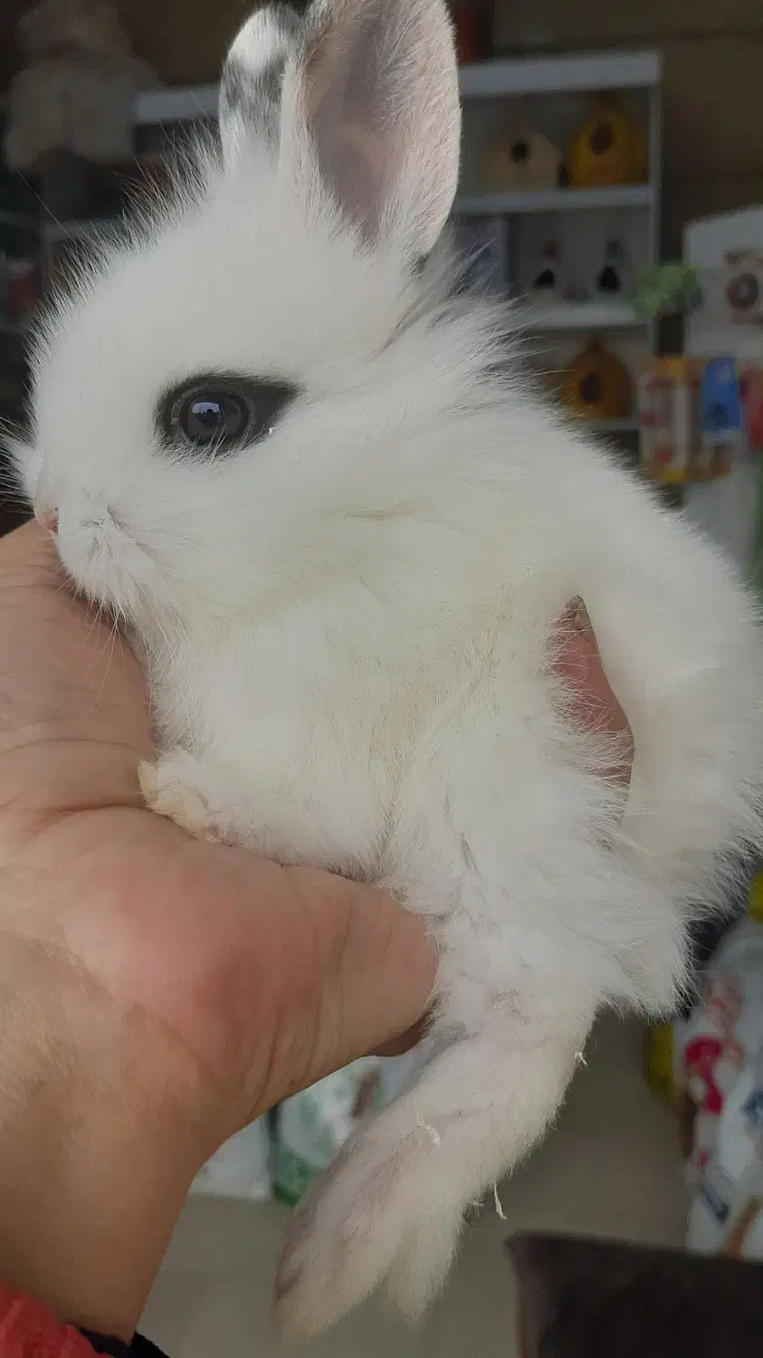 خرگوش های مینیاتوری چشم آهویی(دوست بچه ها)|موش و خرگوش|تهران, تهرانپارس غربی|دیوار