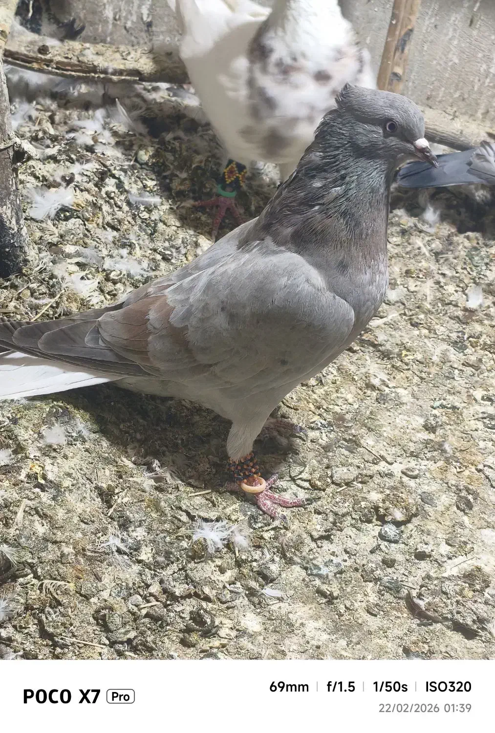 کبوتر|پرنده|سراوان, |دیوار