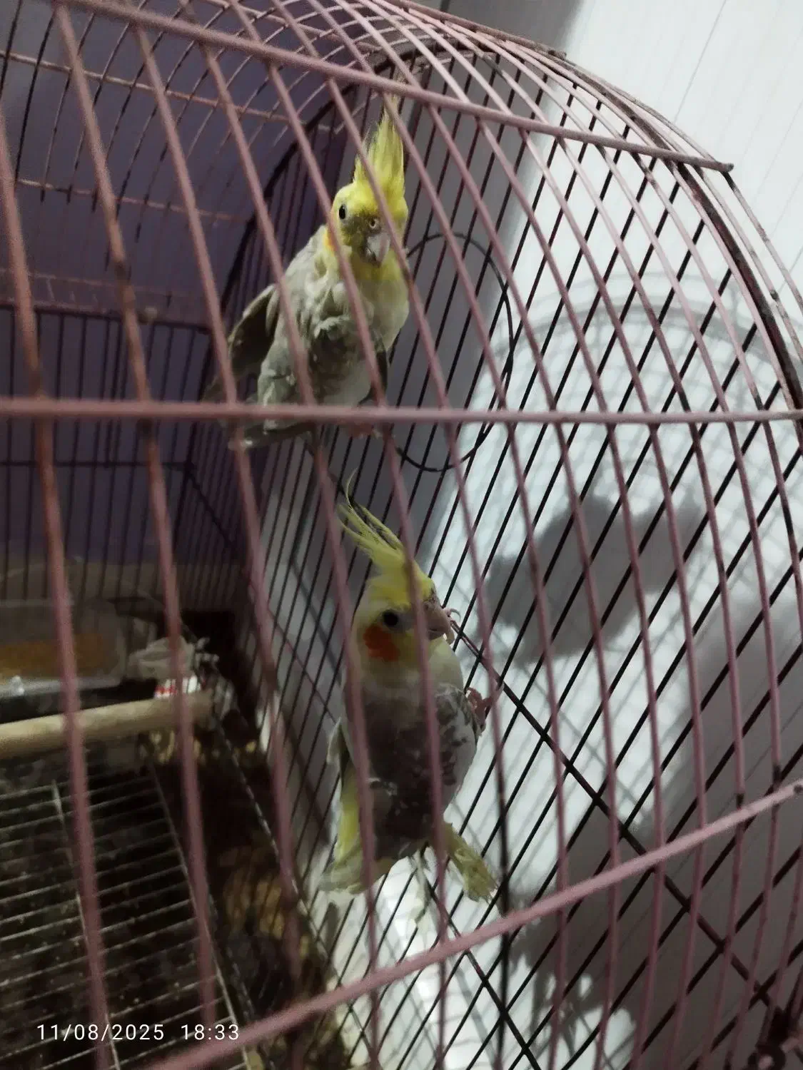 عروس هلندی|پرنده|رشت, کوی مهر|دیوار