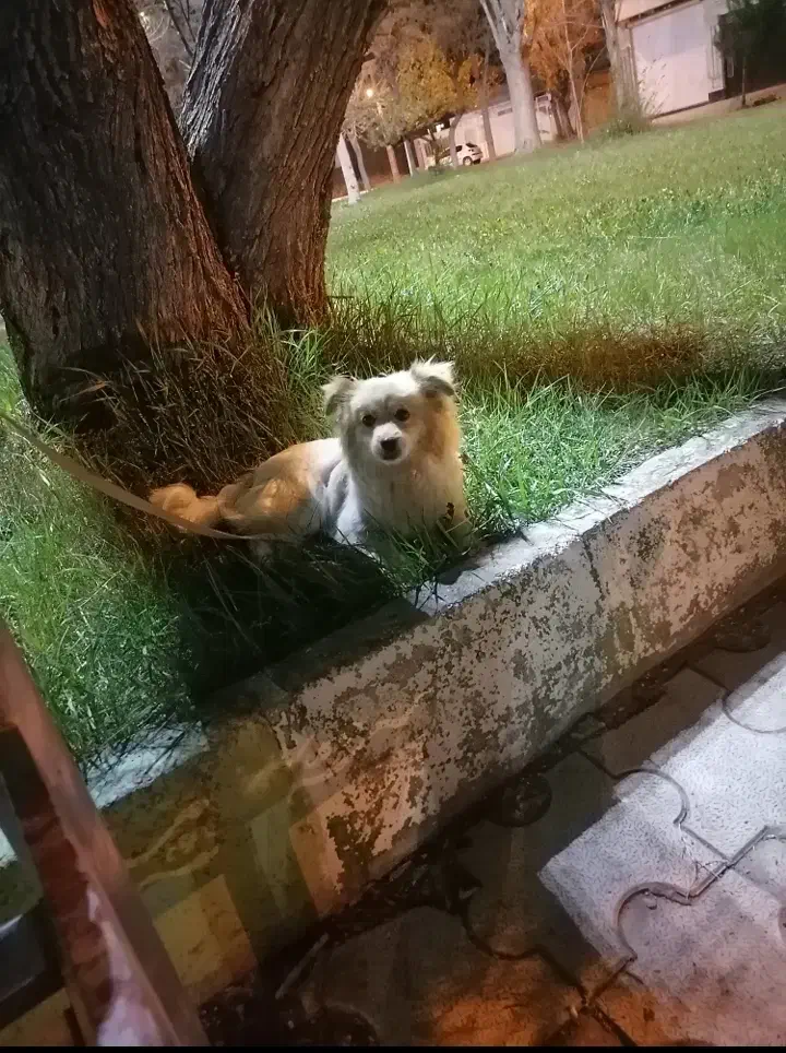 سگ پاکوتاه نژاد پامر اشپیتز|سگ|ابهر, |دیوار