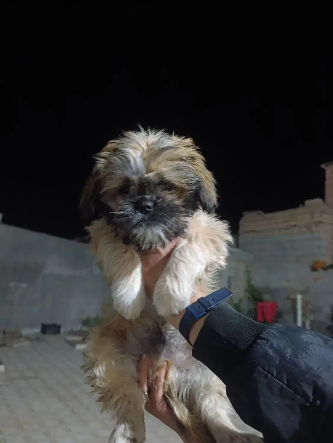 سگ خانگی|سگ|مرودشت, مجد آباد|دیوار