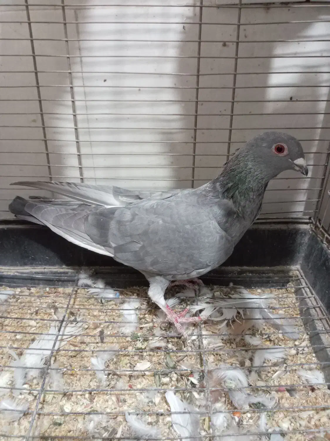 کفتر پرشی|پرنده|سبزوار, قلعهنو دهزار|دیوار