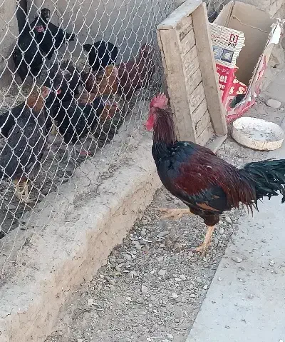 دو عدد خروس محلی چاق سالم|حیوانات مزرعه|بکتاش, |دیوار