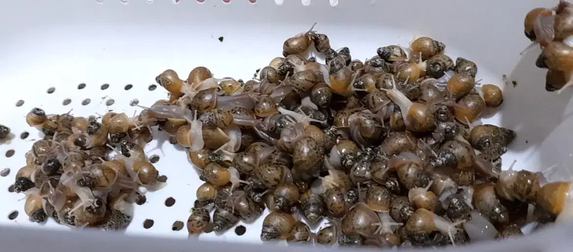 حلزون|خزنده|اراک, |دیوار