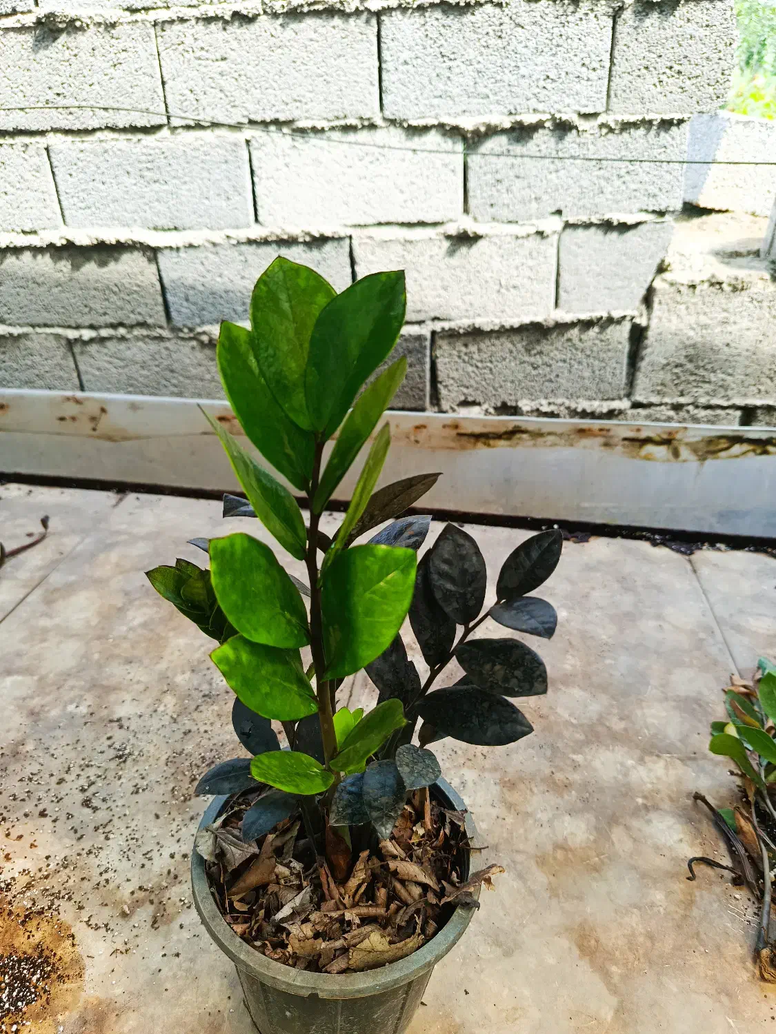 زاموفیلیا بلک سطل ۳|گل و گیاه طبیعی|بابل, |دیوار