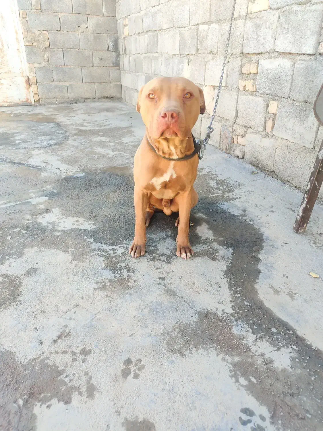 سگ پیتبول نر و ماده|سگ|مبارکه, |دیوار