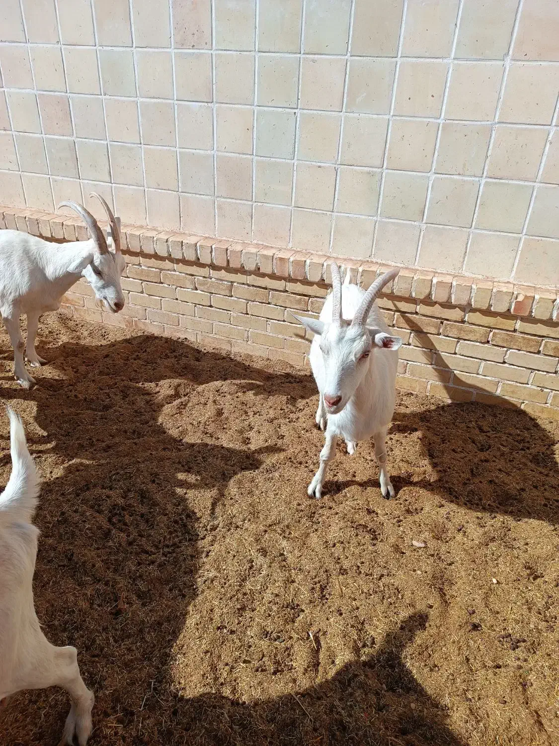 فروش بز سانن ومیش اسفریزین ومیش رومانف اسب وسگ|حیوانات مزرعه|اردکان, |دیوار