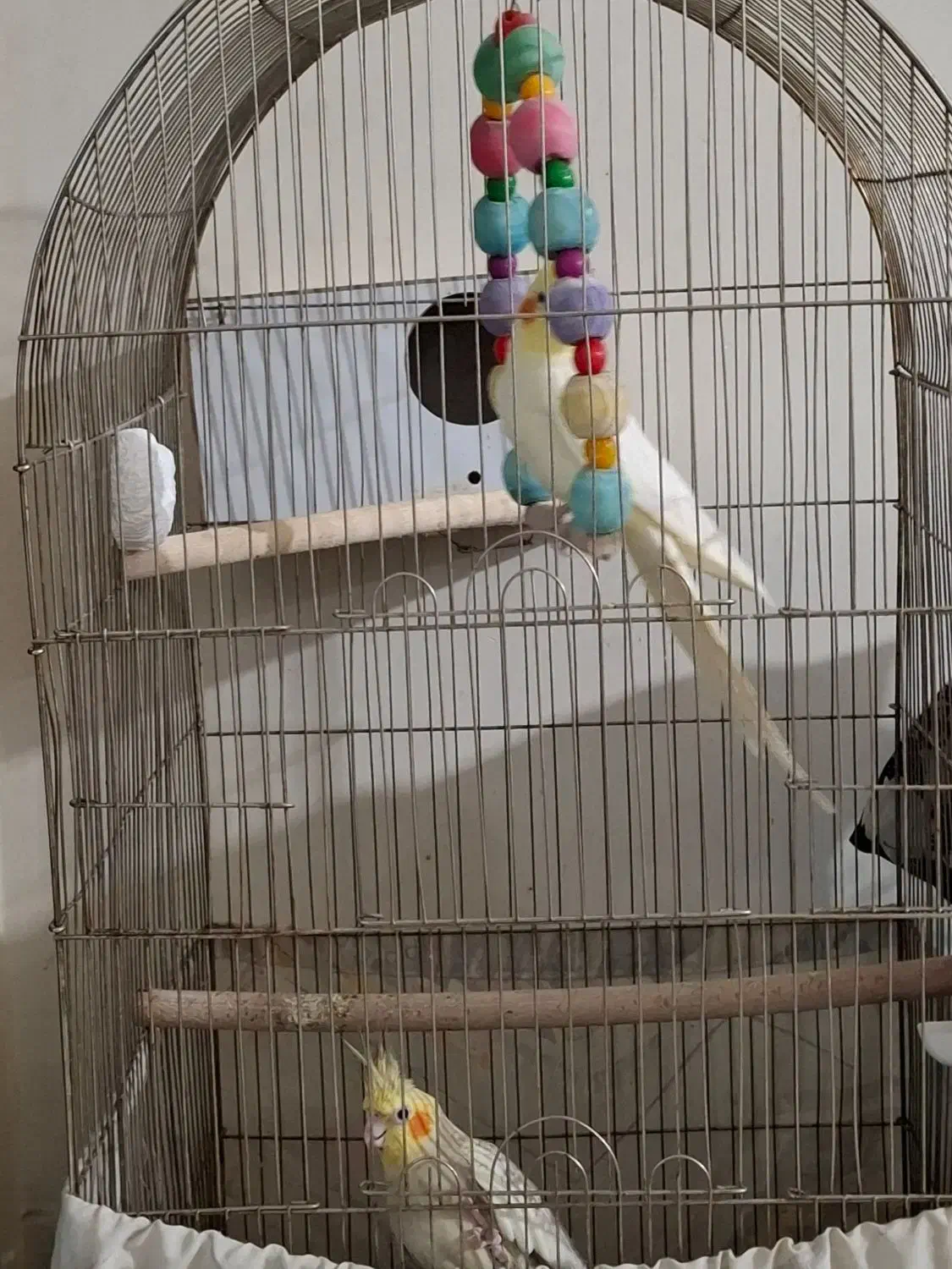 عروس هلندی|پرنده|گرمدره, |دیوار