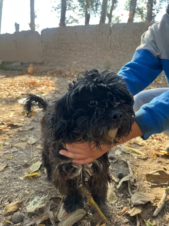 سگ پا کوتاه پشمالو|سگ|مشکیندشت, |دیوار