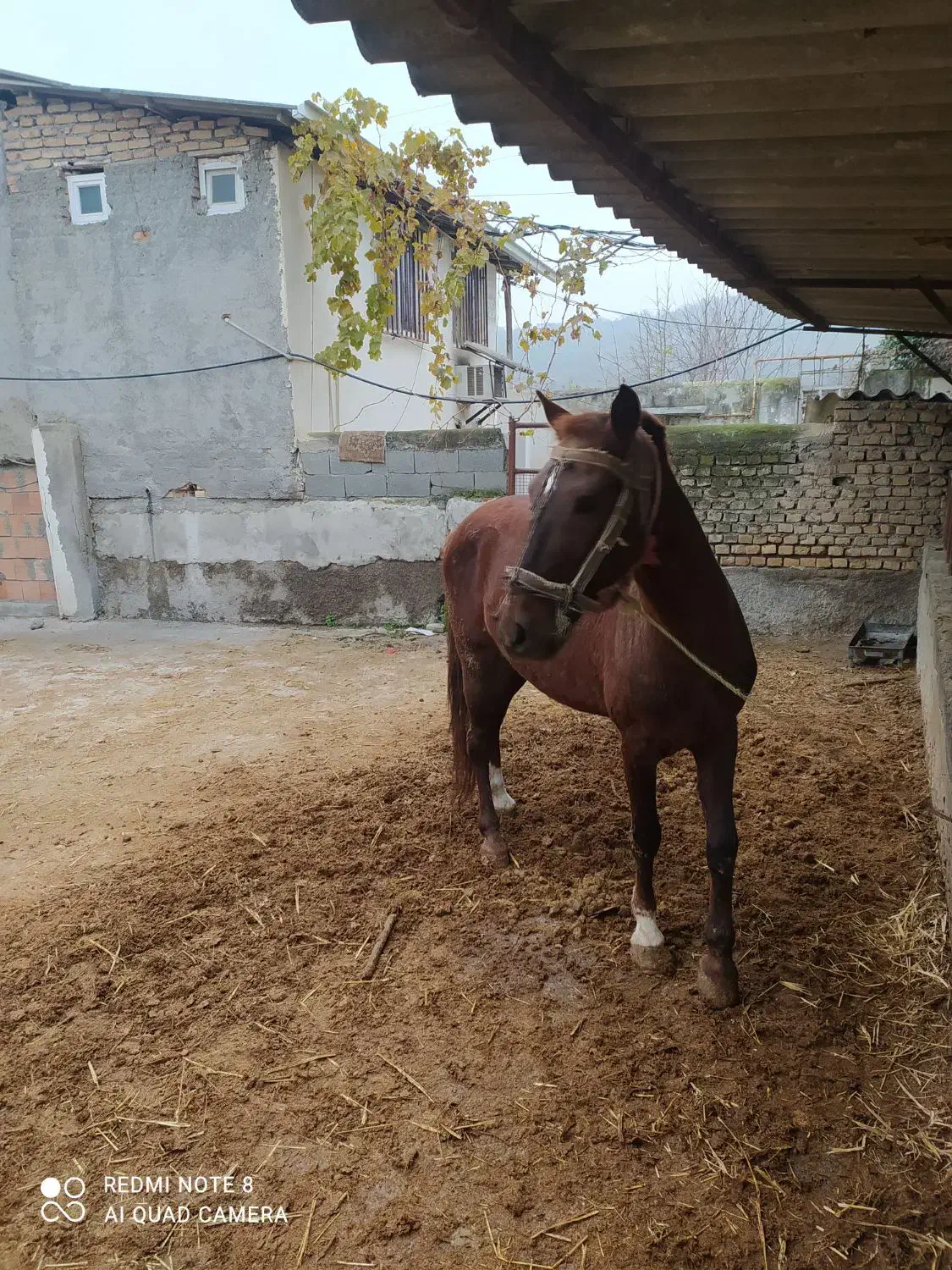 اسب|اسب و تجهیزات اسب‌سواری|گرگان, |دیوار