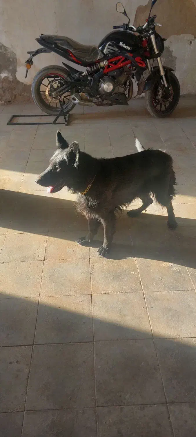 واگذاری سگ ژرمن شپرد بلک اصل|سگ|قم, کلهری|دیوار