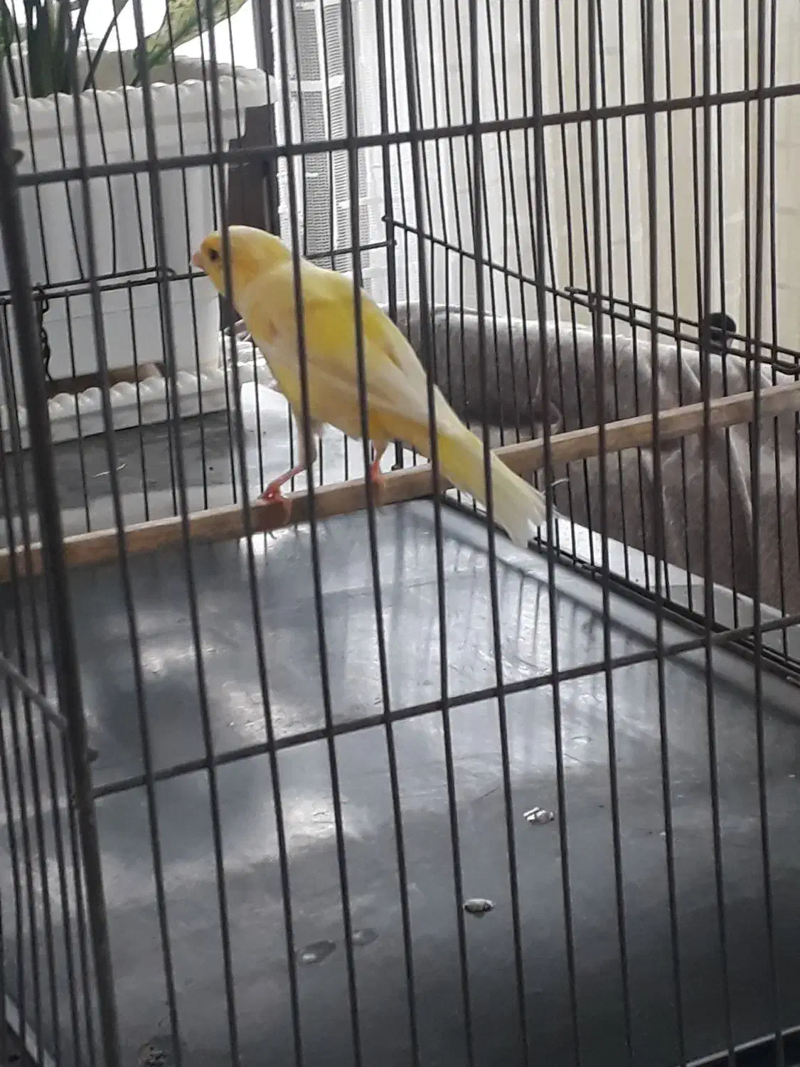 قناری ماده|پرنده|اردبیل, |دیوار