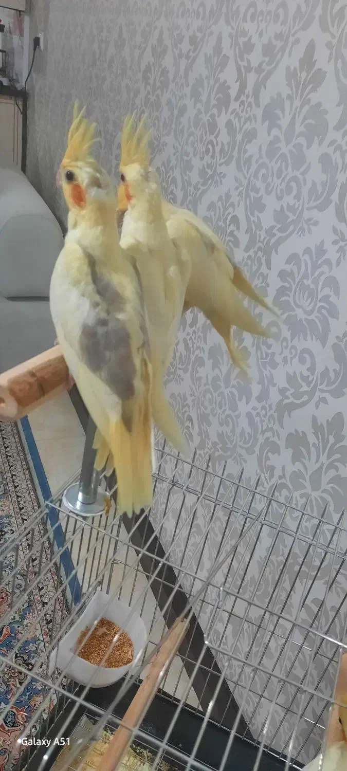 فروش عروس هلندی لوتنیو دو کت و یه کت|پرنده|اندیشه, اندیشه فاز ۱|دیوار