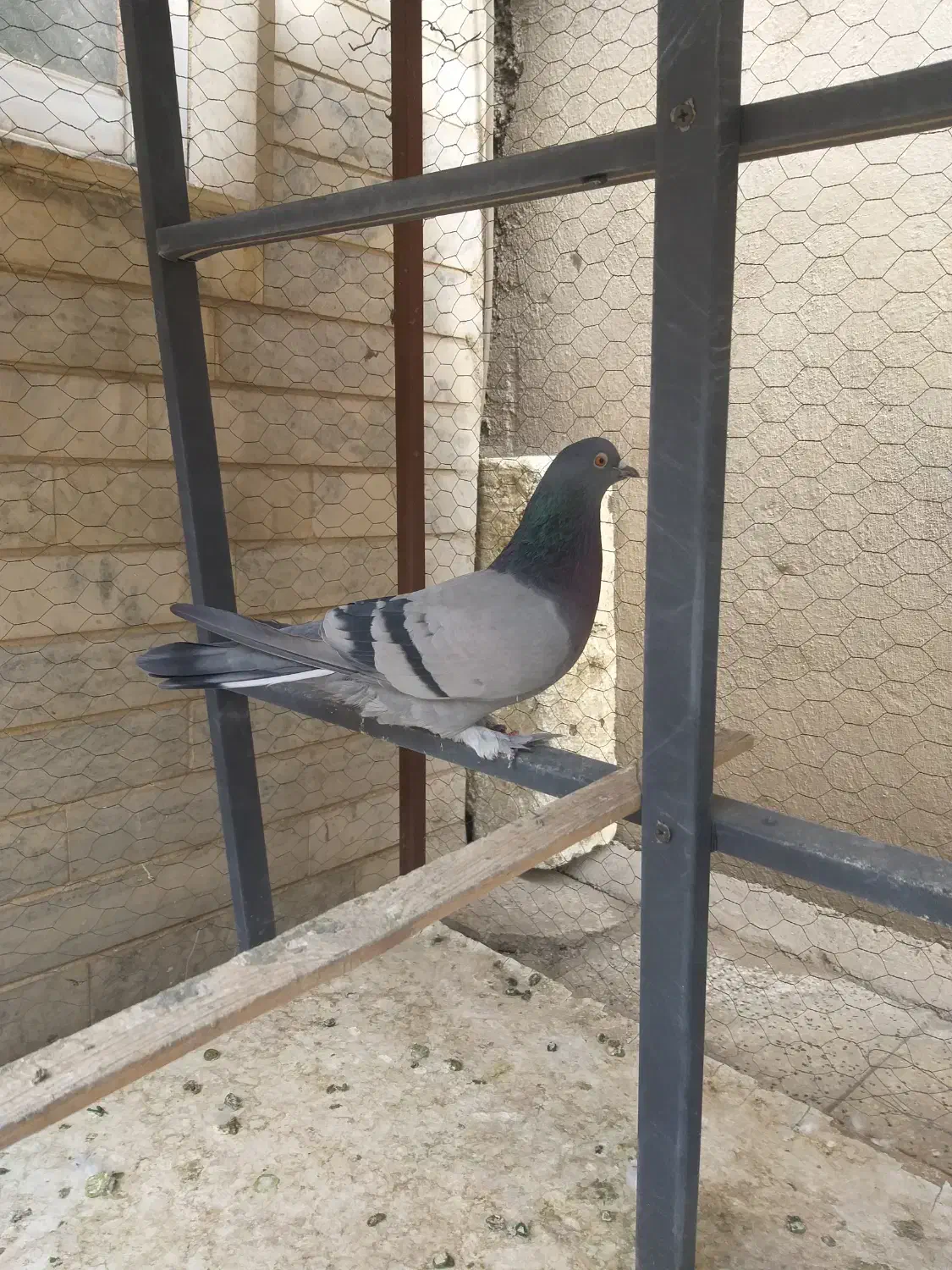 فروش یک عددکبوتر ماده سبز|پرنده|ری, سیزده آبان|دیوار