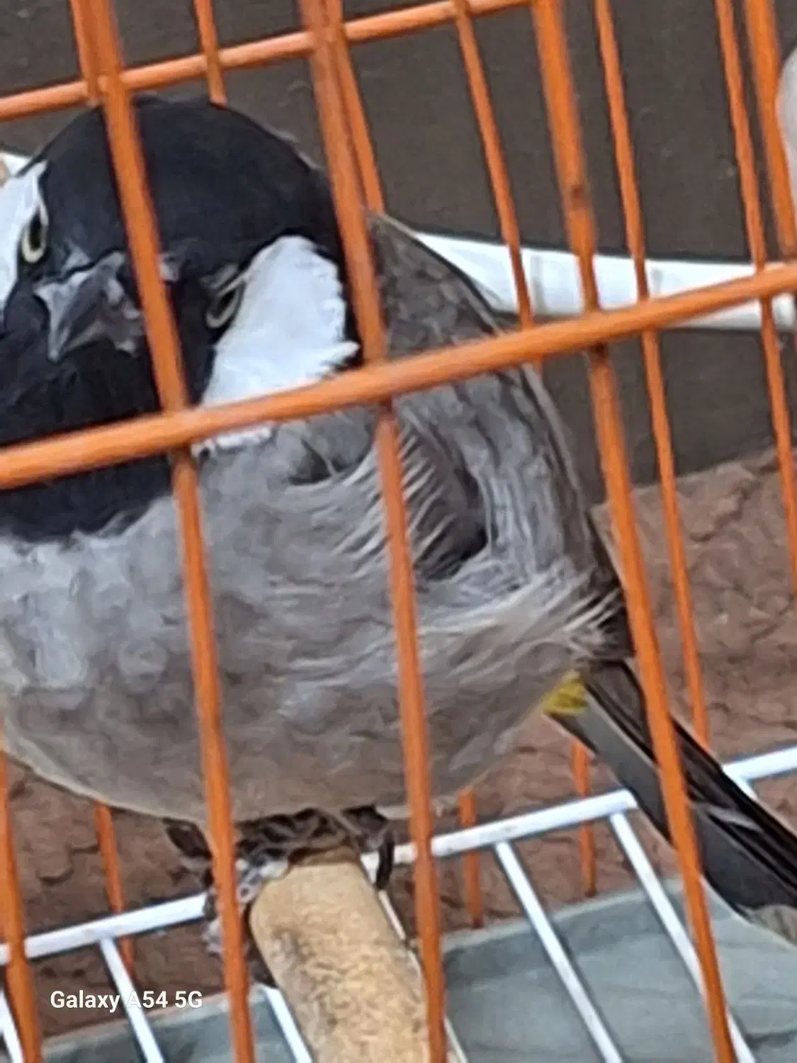 فنچ|پرنده|بوشهر, |دیوار