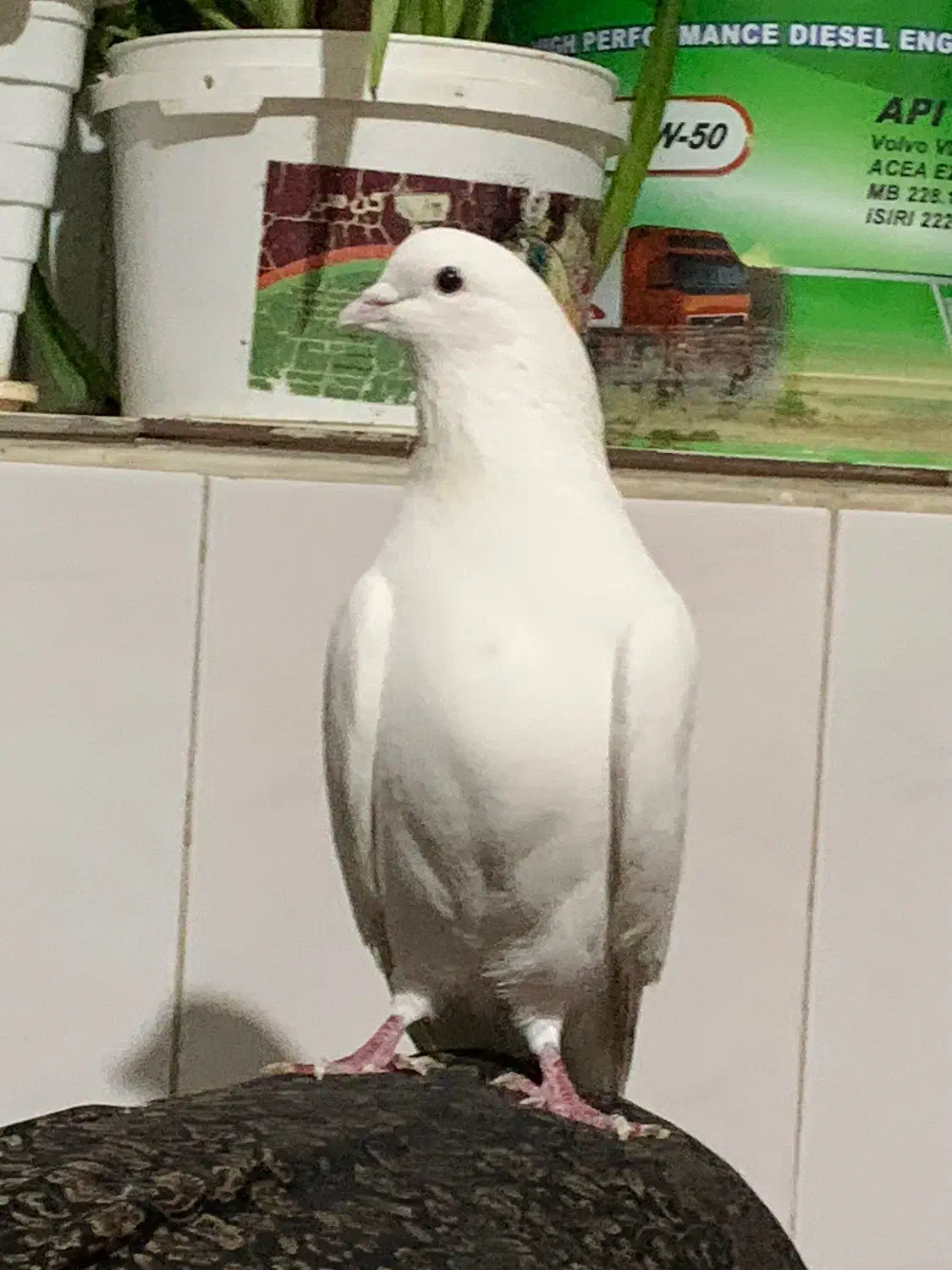 کبوتر|پرنده|بانه, |دیوار