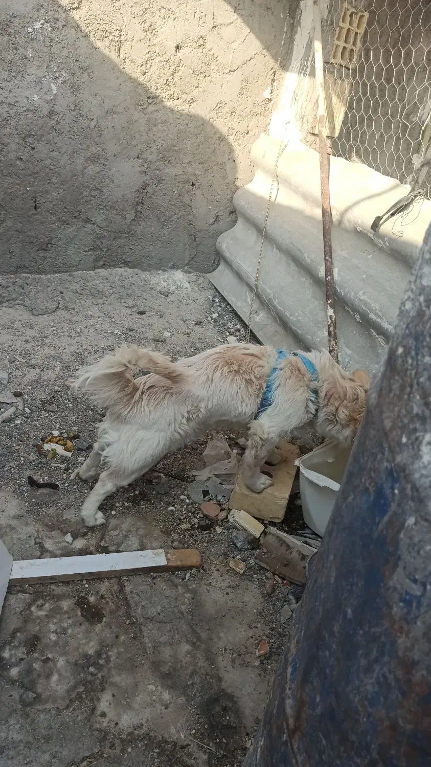 سگ خونگی|سگ|زابل, |دیوار