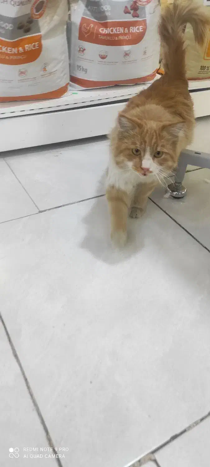 واگذاری گربه طلایی|گربه|زاهدان, |دیوار