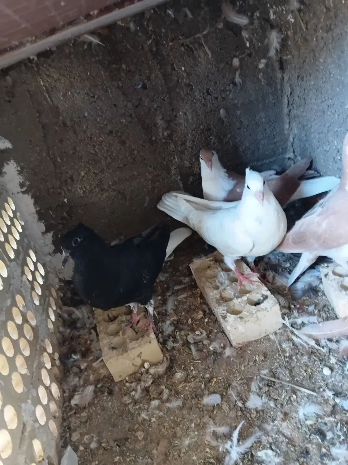 دو جفت جوجه رنگی|پرنده|شوشتر, |دیوار