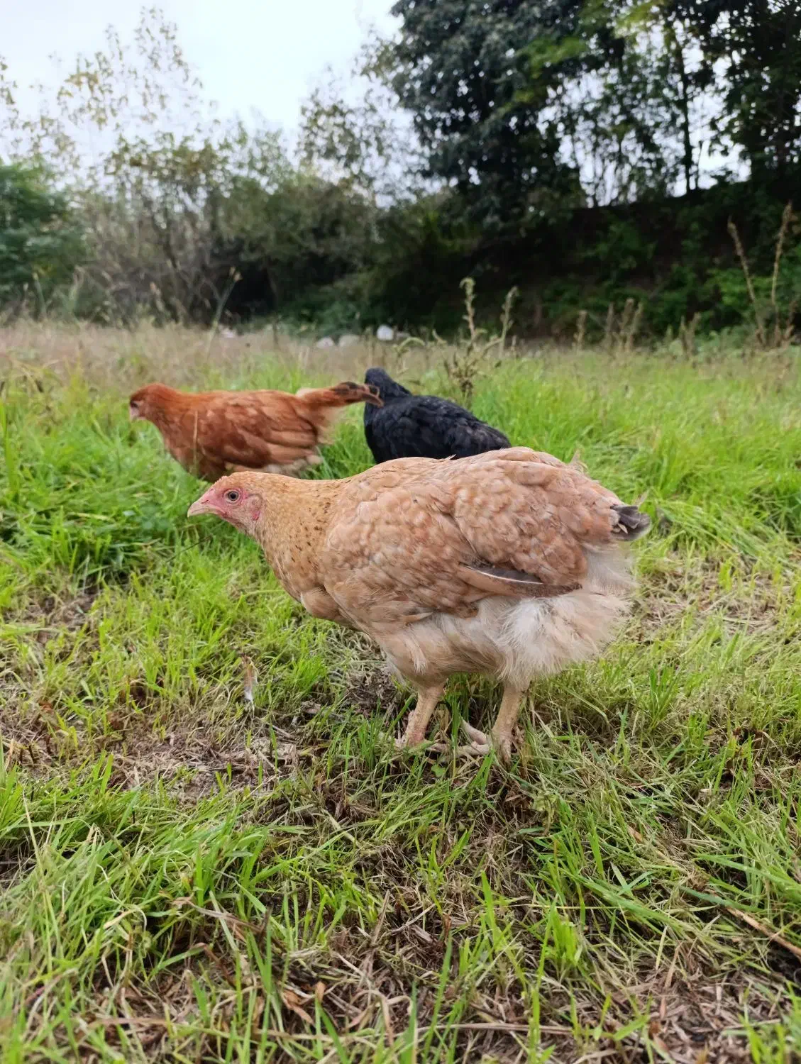 مرغ و خروس و جوجه محلی|حیوانات مزرعه|قائمشهر, |دیوار