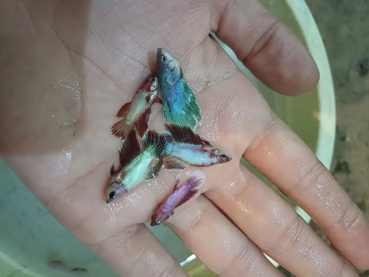 فایتر نر ۱بندی|ماهی|گنبد کاووس, |دیوار