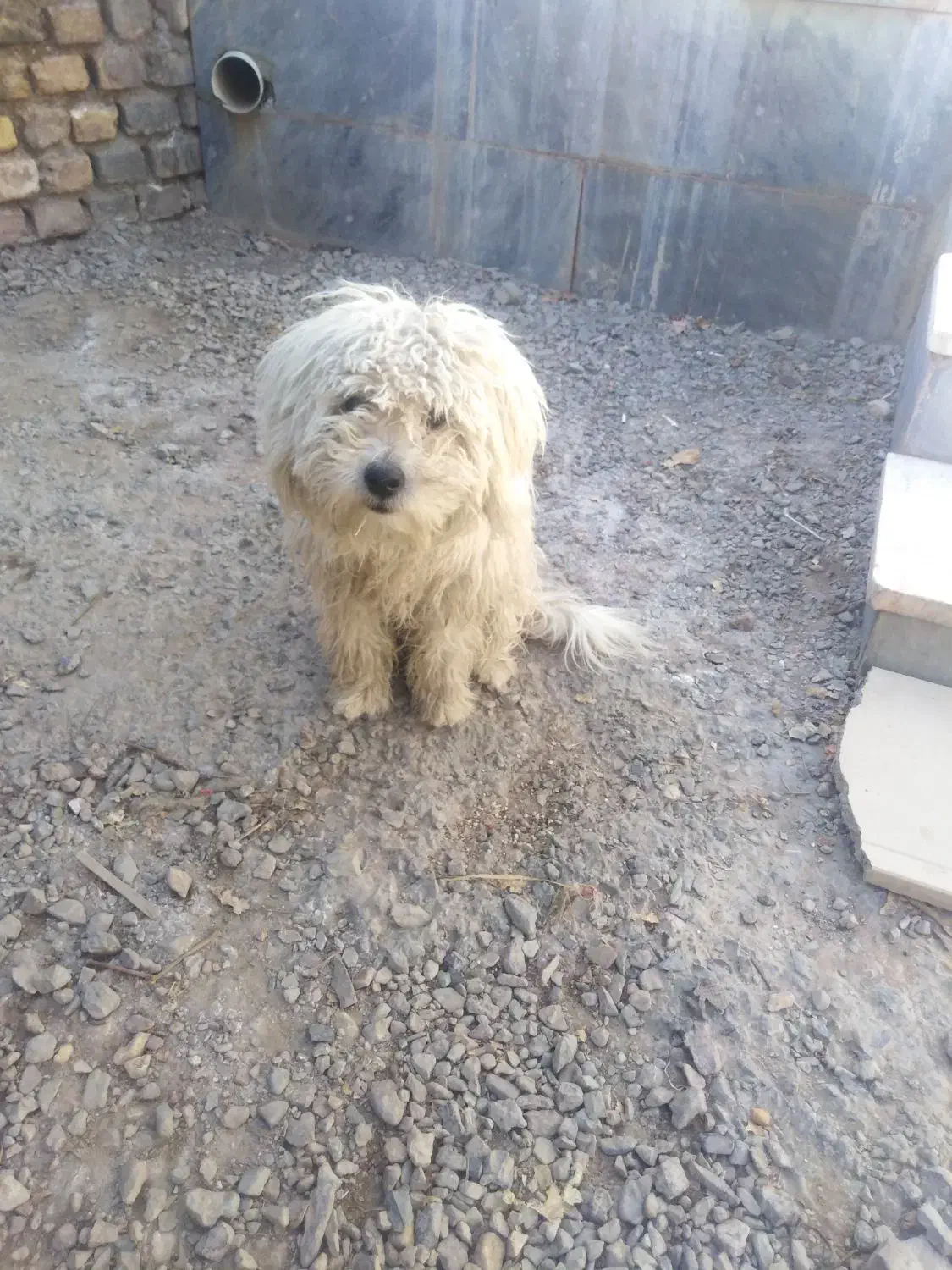 فروش سگ خونگی|سگ|فردوس (خراسان), |دیوار