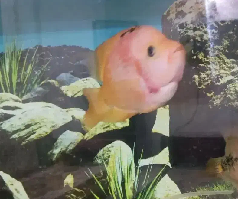 فلاور|ماهی|مشهد, کلاهدوز|دیوار