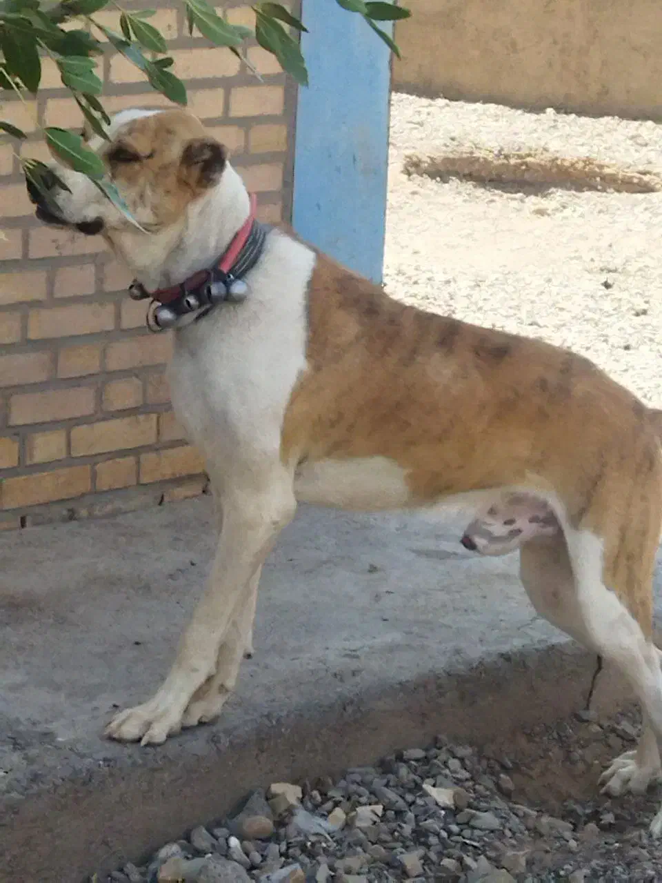 سگ گم شده|حیوانات|تایباد, |دیوار