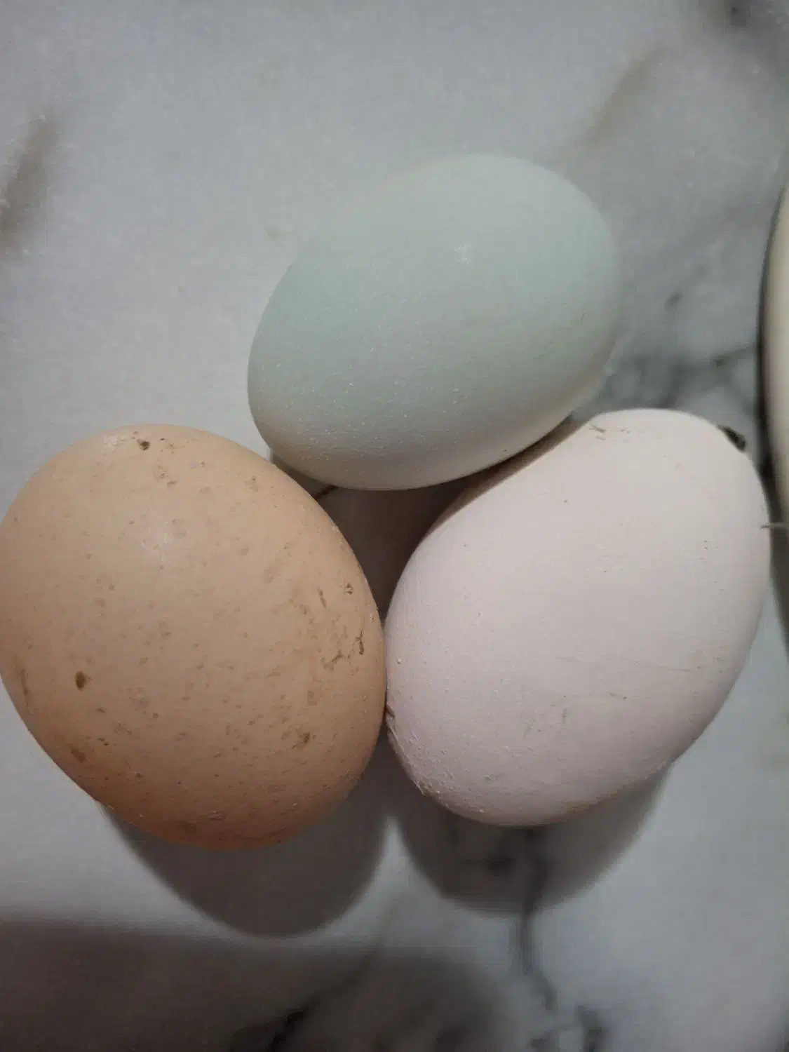 فروش تخم آبی نژاد اراکانا|حیوانات مزرعه|قائم‌شهر, |دیوار