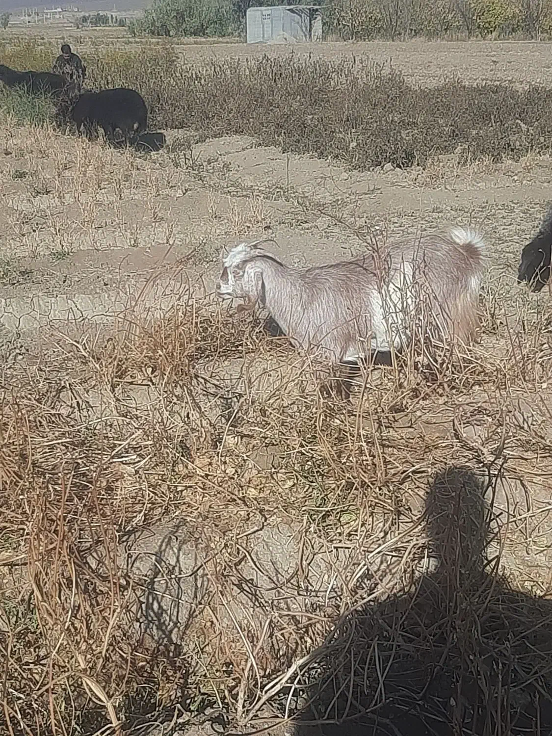 ۴ عدد بزینه|حیوانات مزرعه|بسطام, |دیوار