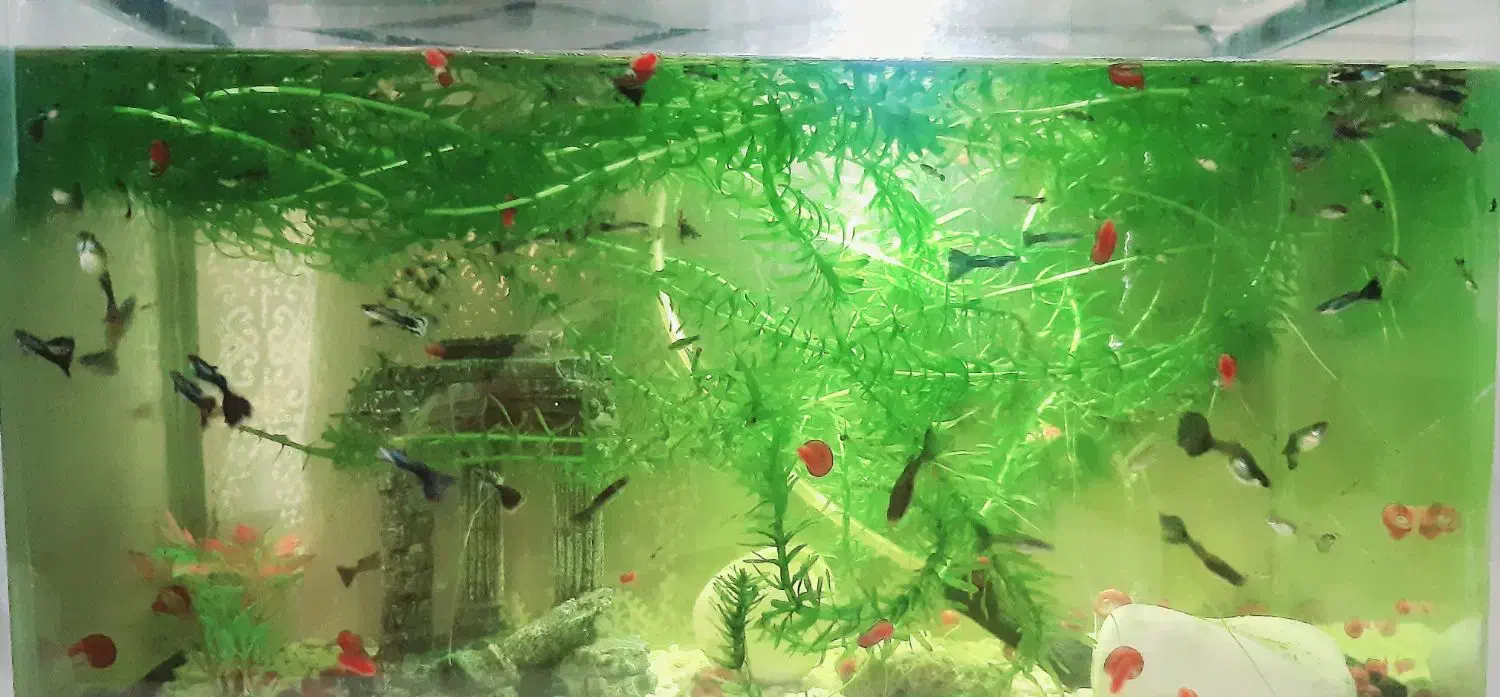 ماهی گوپی گیاه دم‌گربه‌ای حلزون رامشورن پلنت بچه|ماهی|فردیس, شهرک اسکویی|دیوار