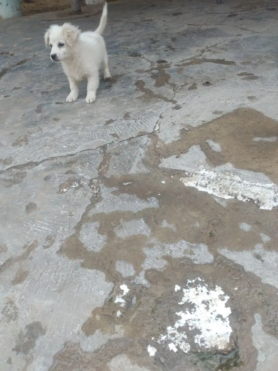 سگ پا کوتا|سگ|مسجد سلیمان, |دیوار