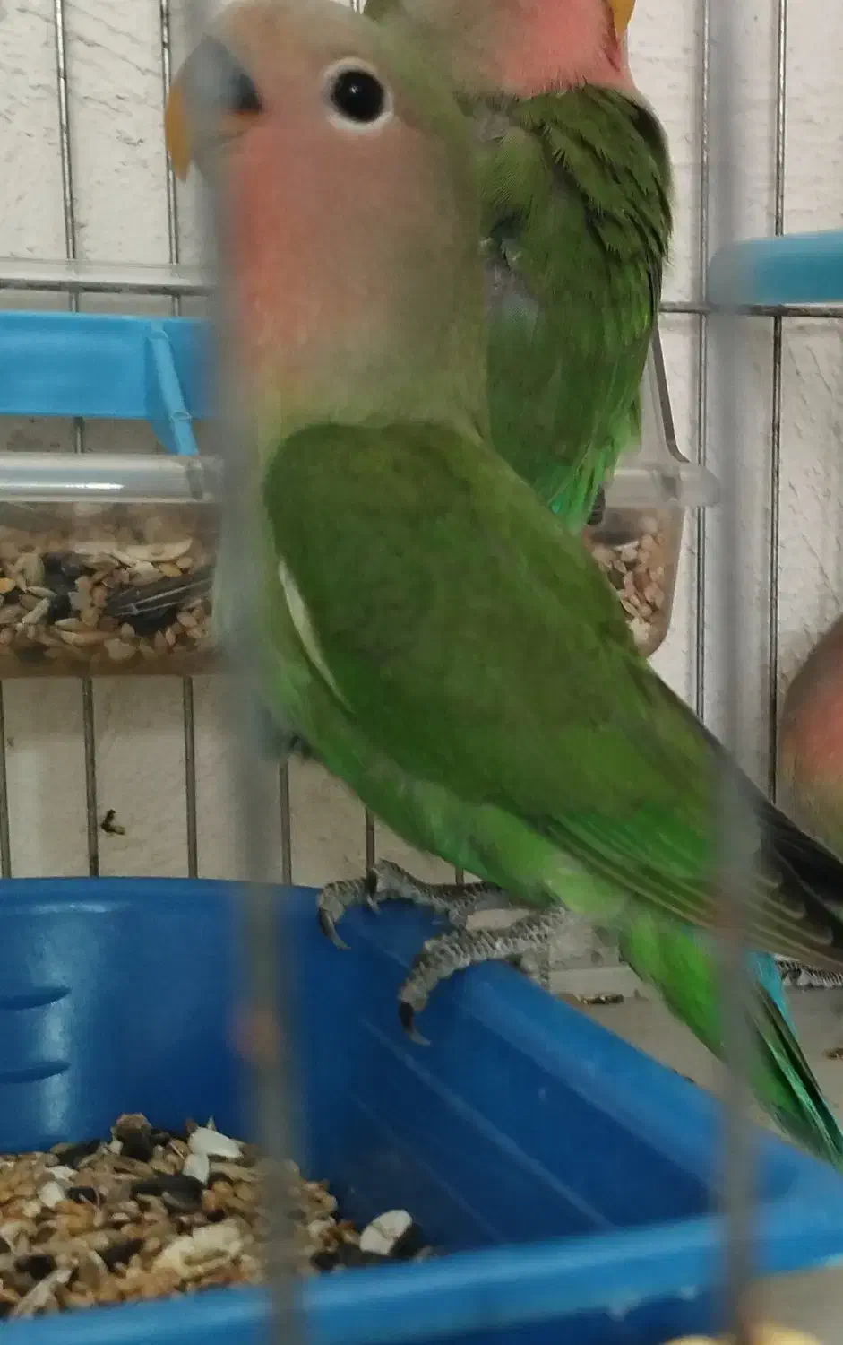 کوتوله برزیلی|پرنده|نجفآباد, شهرک صنعتی نجف آباد|دیوار