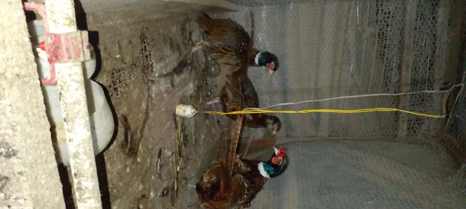 خروس وحشی|حیوانات مزرعه|نوشهر, |دیوار