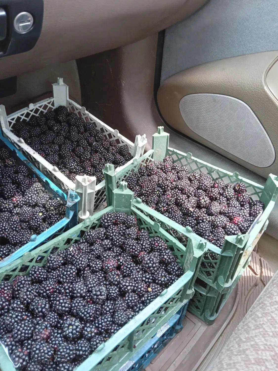 بوته تمشک اصلاح شده بدون خار|خدمات باغبانی و درختکاری|تولم شهر, |دیوار