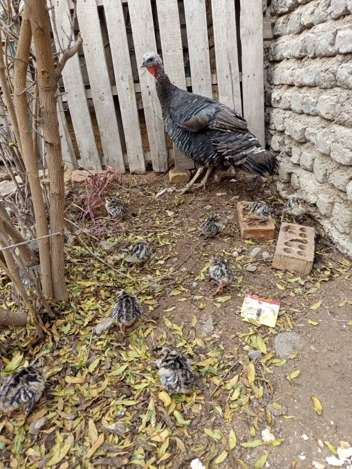 جوجه بوغلمون|حیوانات مزرعه|گنبد کاووس, |دیوار