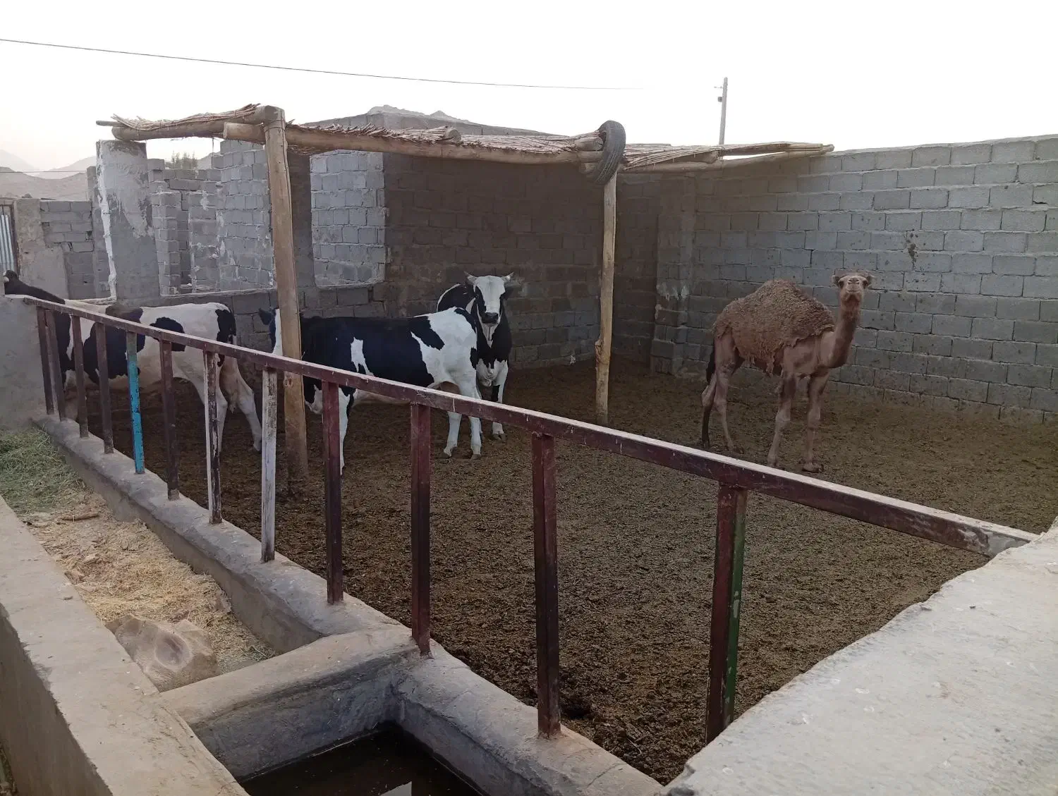 گاوداری فروشی|فروش دفتر صنعتی، کشاورزی، تجاری|زاهدان, |دیوار