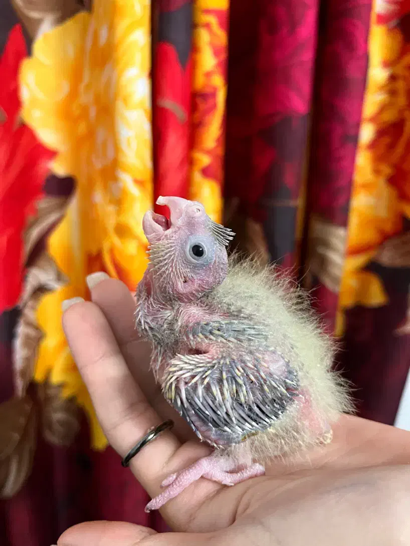 عروس هلندی سرلاکی|پرنده|لنگرود, |دیوار