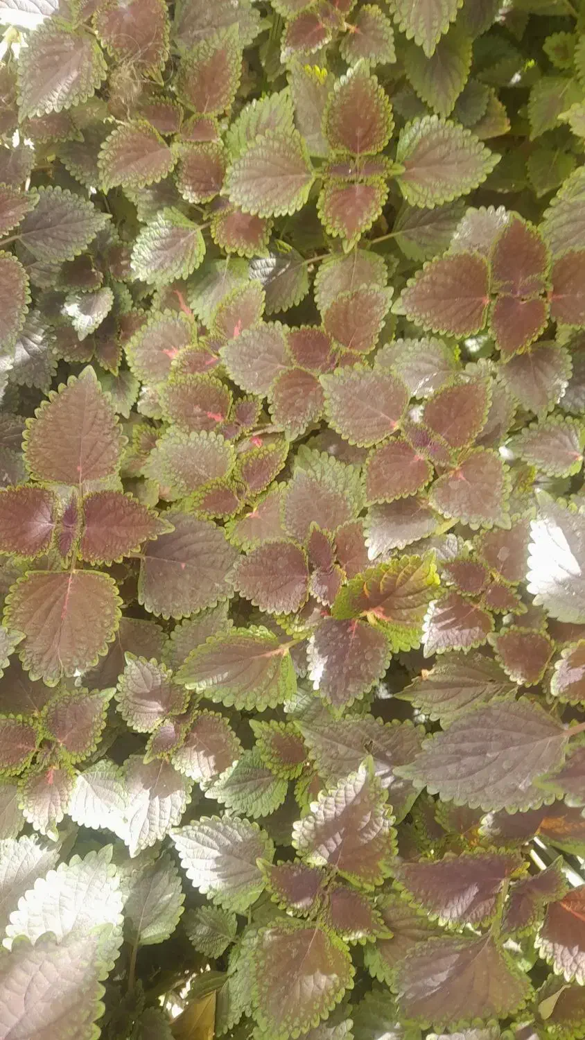 گل های طبیعی با گلدان|گل و گیاه طبیعی|یزد, |دیوار