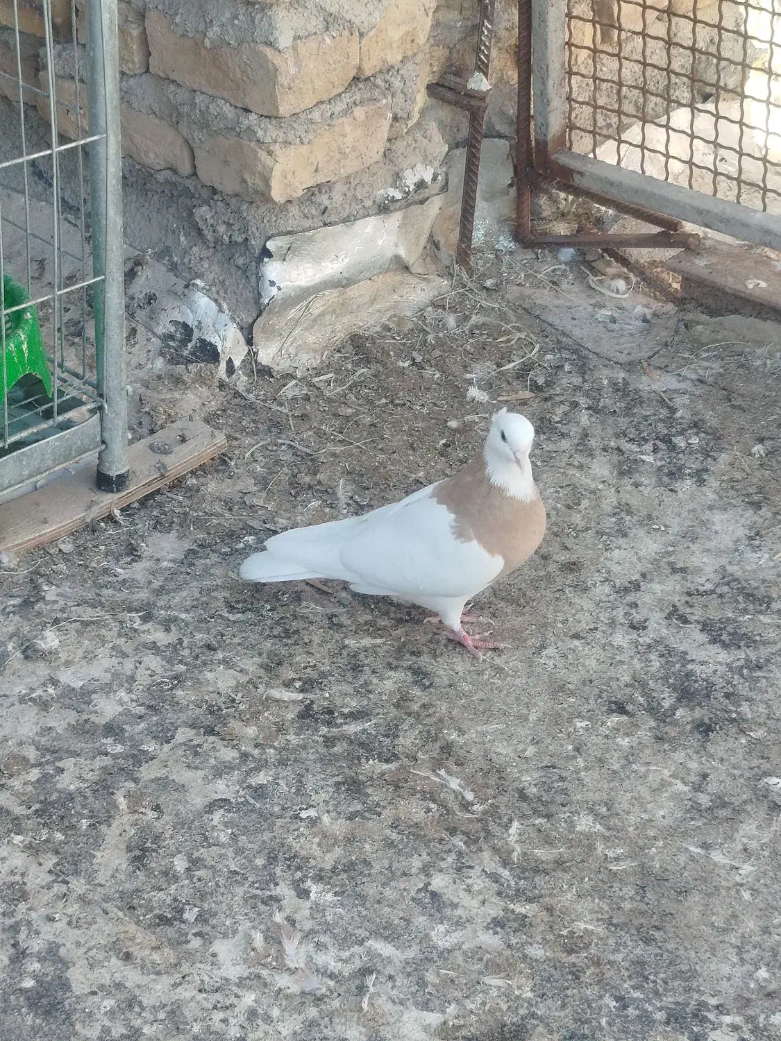 کبوتر طوقی|پرنده|آشخانه, |دیوار