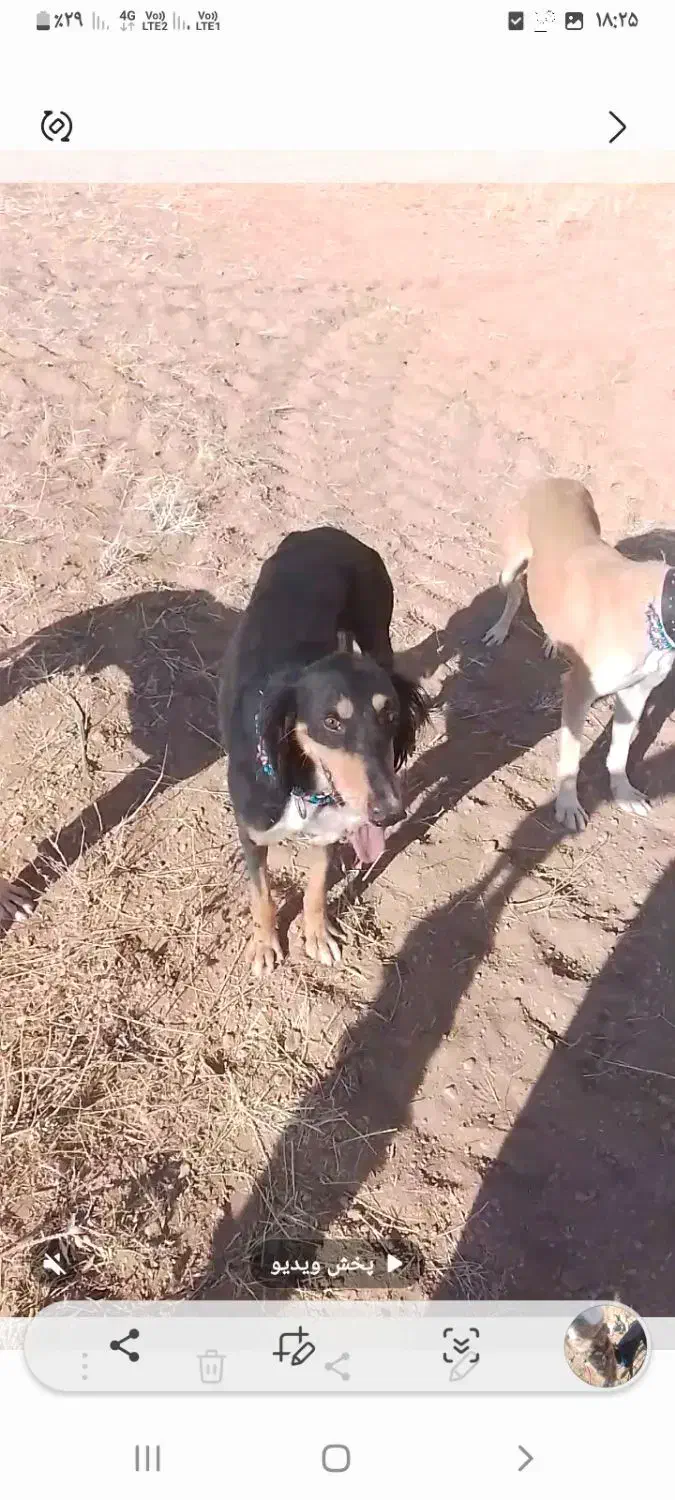 تازی|سگ|سنندج, |دیوار