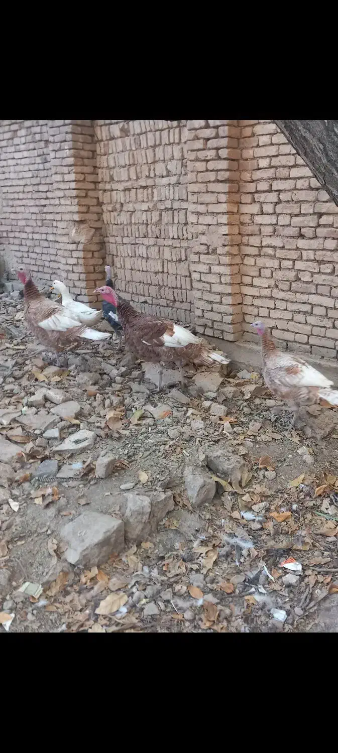 بوقلمون بوربن|حیوانات مزرعه|لاران, |دیوار