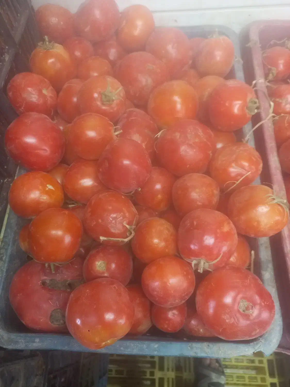 گوجه فرنگی کیلیوی15000هزار تومان|خوردنی و آشامیدنی|مشهد, خواجه ربیع|دیوار