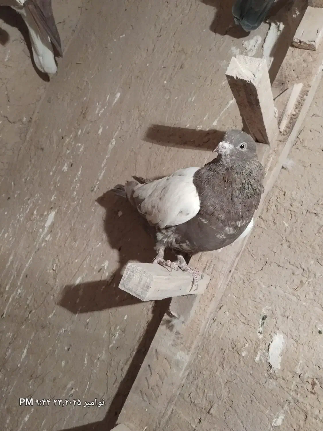 ۴۰۰۰۰۰۰|پرنده|خرم بید, |دیوار