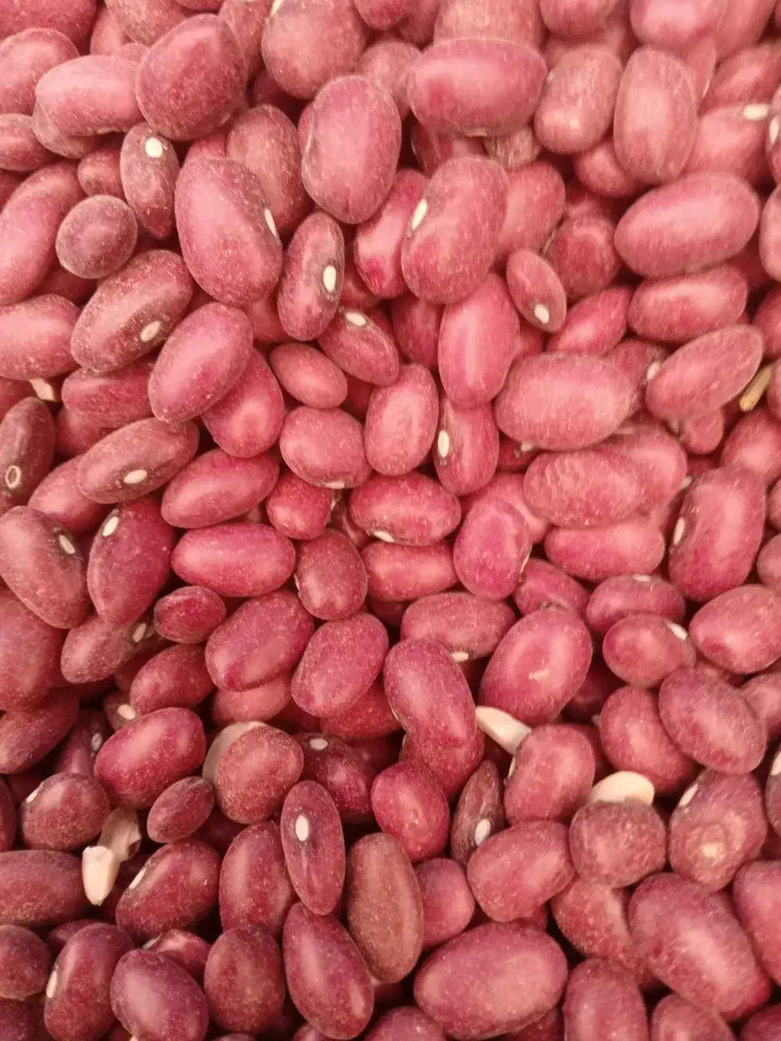 لوبیاقرمز ۲تن  چیتی ۶۰۰کیلو   درشت بفروش میرسد|خوردنی و آشامیدنی|شاهنجرین, |دیوار