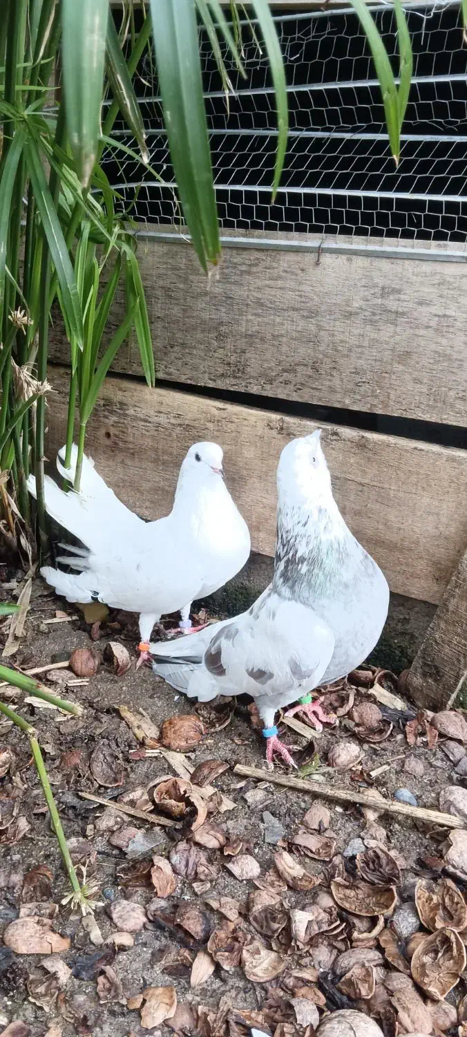 کبوتر پاک سفید.کله ماستی.پرشی|پرنده|لنگرود, |دیوار